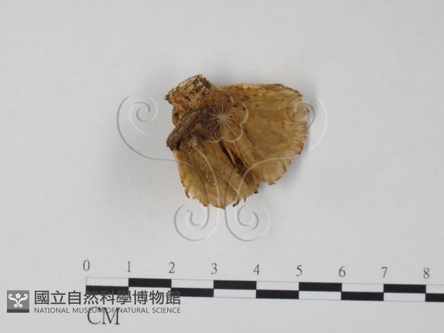 栓菌屬藏品圖，第1張