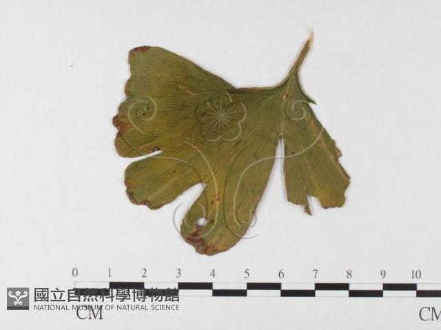 登錄號:F0026006藏品圖，第1張