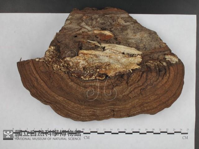 登錄號:F0016006藏品圖，第1張