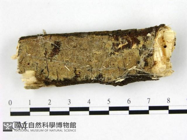 登錄號:F0021006藏品圖，第1張
