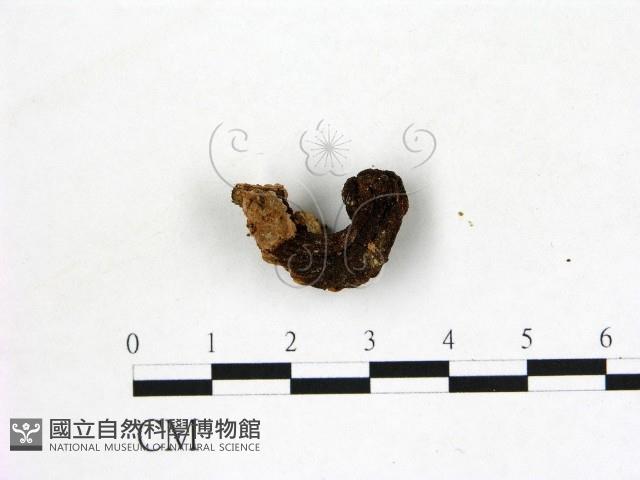 登錄號:F0001006藏品圖，第1張
