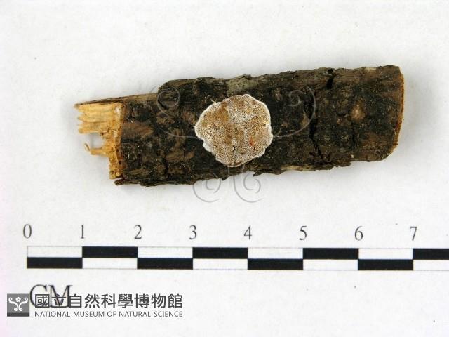 膠孔菌屬藏品圖，第1張