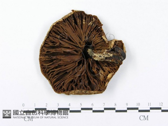 登錄號:F0014006藏品圖，第1張