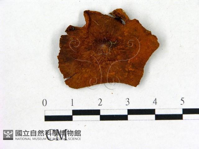 登錄號:F0002006藏品圖，第1張