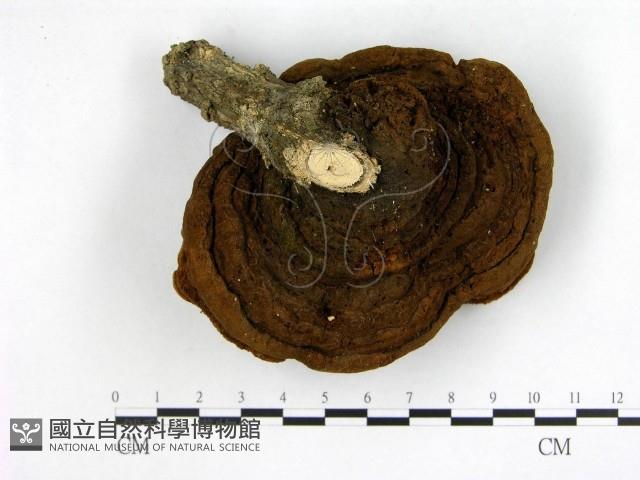登錄號:F0012006藏品圖，第1張