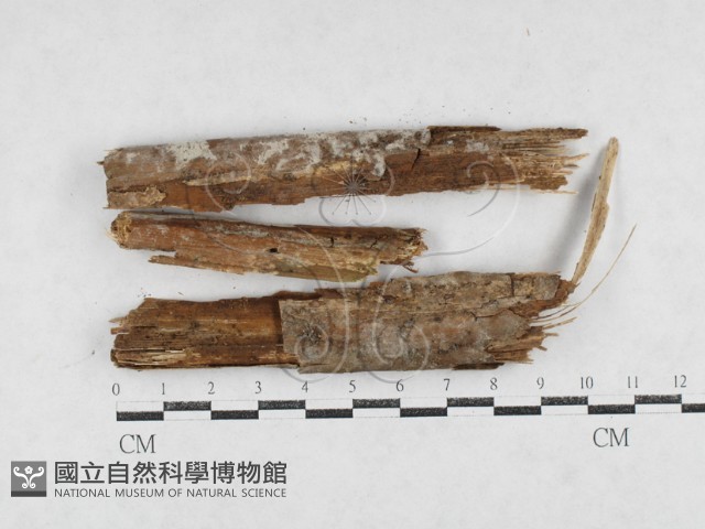 絲齒菌屬藏品圖，第1張