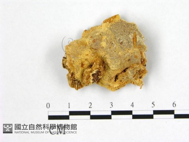 登錄號:F0007006藏品圖，第1張