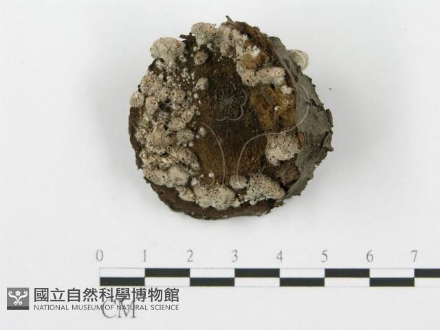 登錄號:F0017006藏品圖，第1張