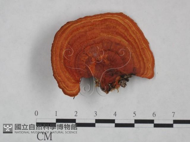 血紅密孔菌藏品圖，第1張