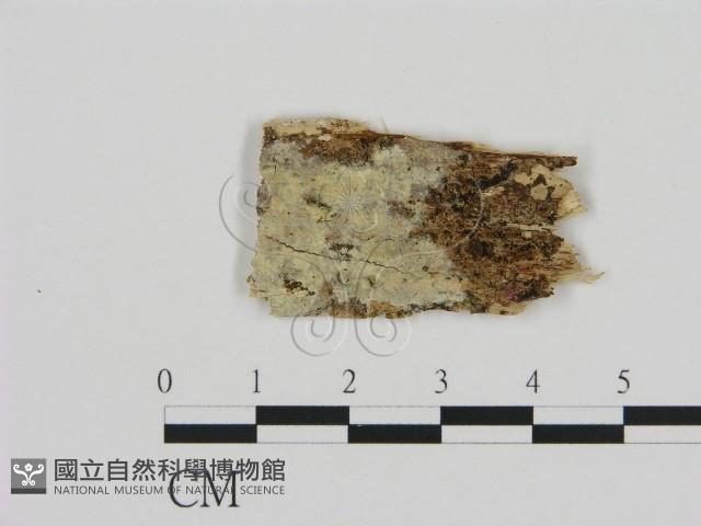 登錄號:F0005006藏品圖，第1張