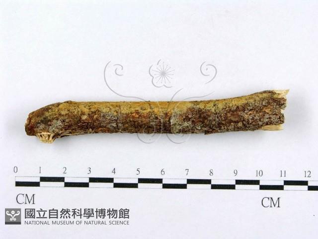 射脈菌屬藏品圖，第1張