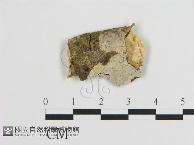 刺皮菌屬藏品圖，第1張