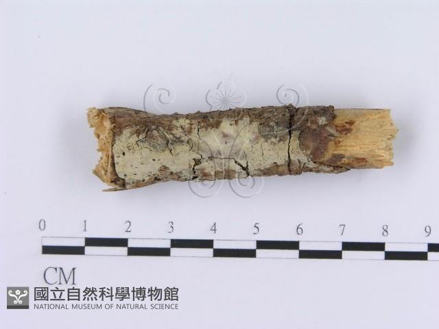 登錄號:F0003006藏品圖，第1張