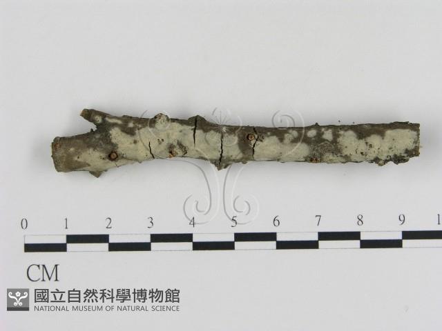 登錄號:F0000306藏品圖，第1張