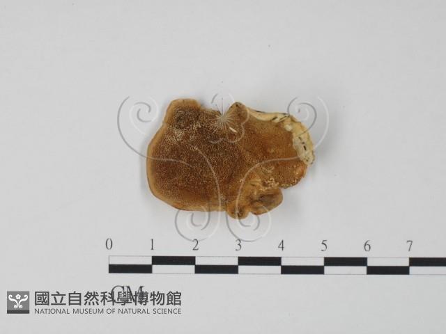 登錄號:F0006306藏品圖，第1張