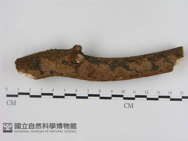 刺革菌屬藏品圖，第1張