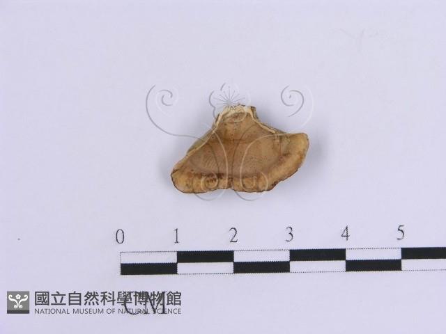 登錄號:F0007306藏品圖，第1張