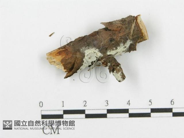 登錄號:F0015306藏品圖，第1張
