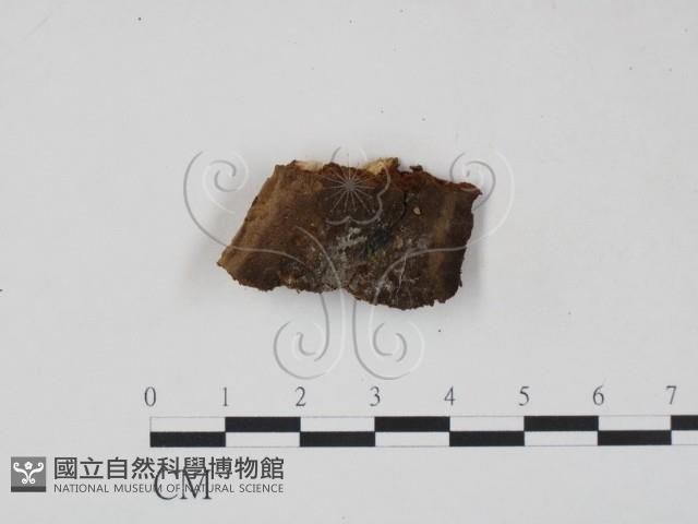 登錄號:F0006216藏品圖，第1張