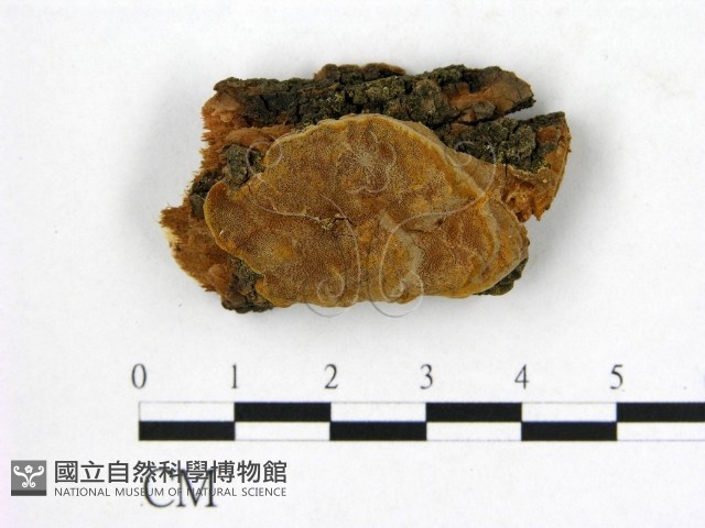 登錄號:F0007216藏品圖，第1張
