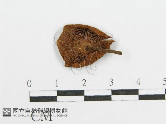登錄號:F0005216藏品圖，第1張