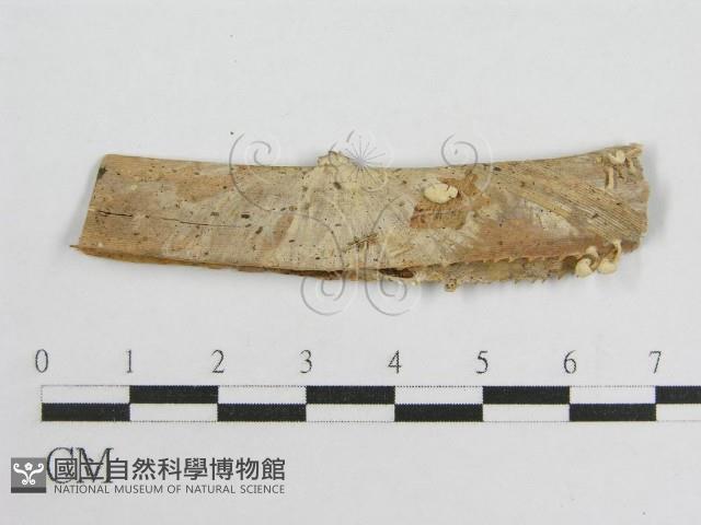 微皮傘屬藏品圖，第1張