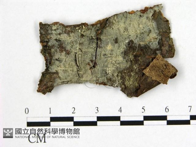 登錄號:F0009216藏品圖，第1張