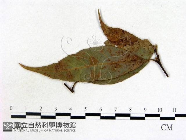 登錄號:F0019216藏品圖，第1張