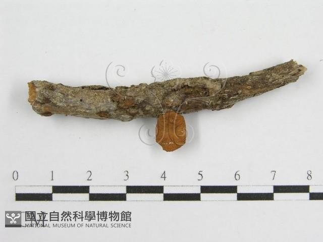 微皮傘屬藏品圖，第1張