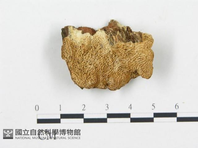 登錄號:F0009416藏品圖，第1張