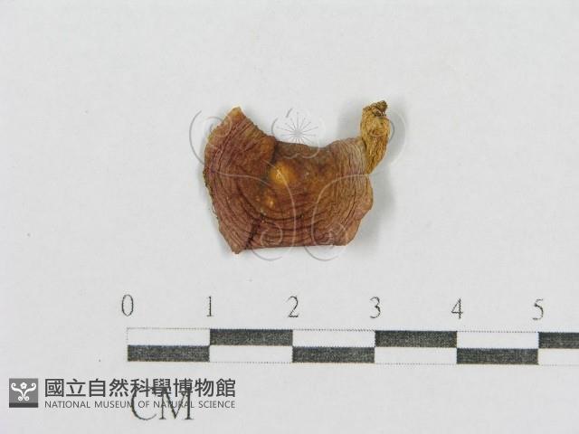 紅菇屬藏品圖，第1張