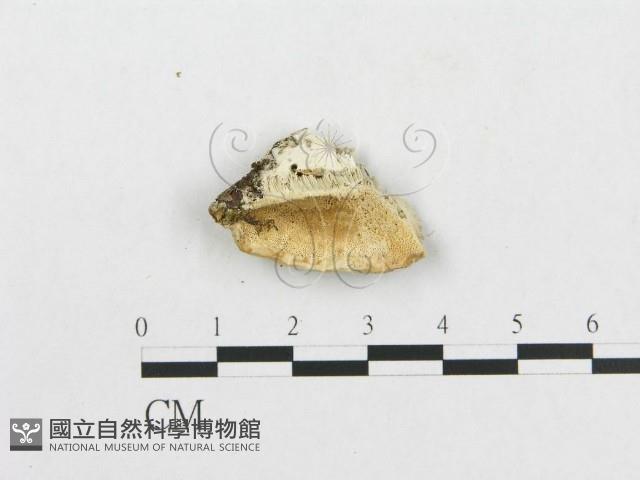 登錄號:F0009516藏品圖，第1張