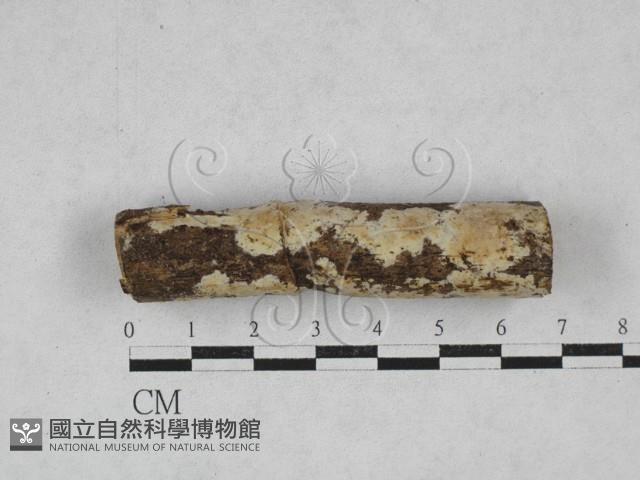 登錄號:F0028116藏品圖，第1張