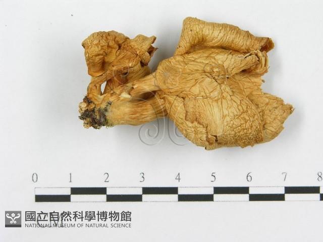 登錄號:F0008116藏品圖，第1張