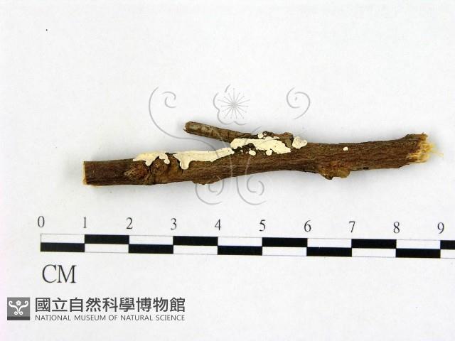 登錄號:F0000116藏品圖，第1張