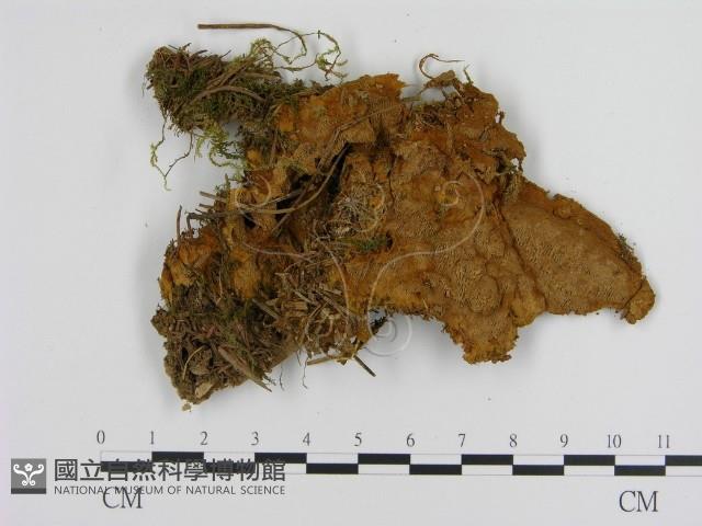 登錄號:F0006116藏品圖，第1張