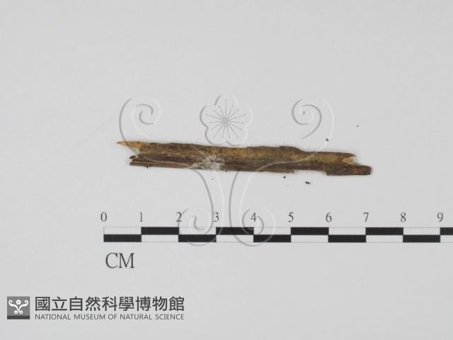 登錄號:F0001116藏品圖，第1張