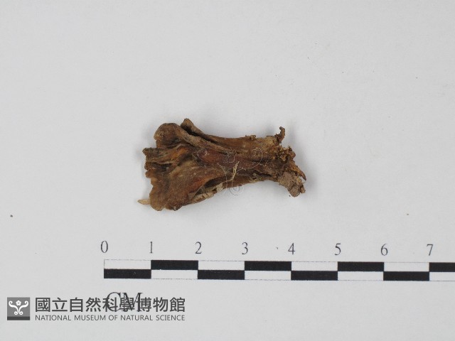 革菌屬藏品圖，第1張