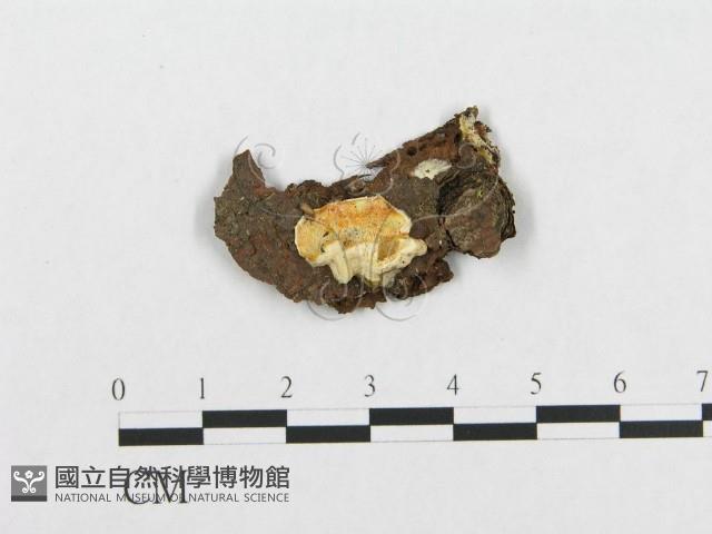 登錄號:F0007116藏品圖，第1張