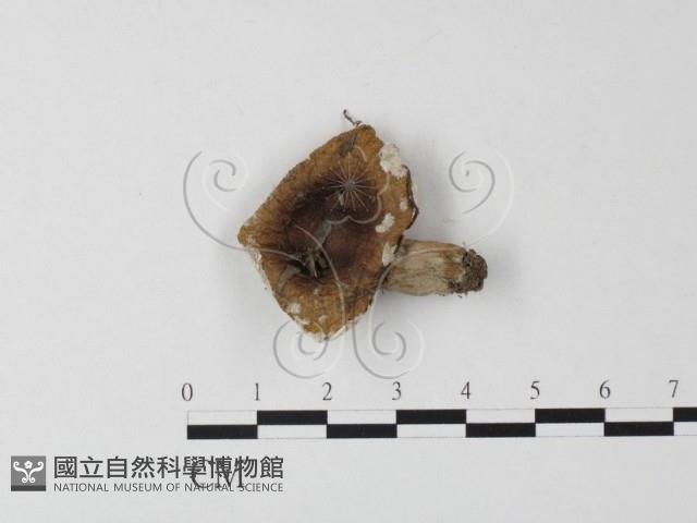紅菇屬藏品圖，第1張