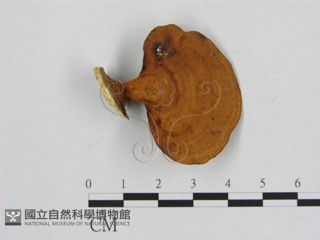 登錄號:F0015116藏品圖，第1張