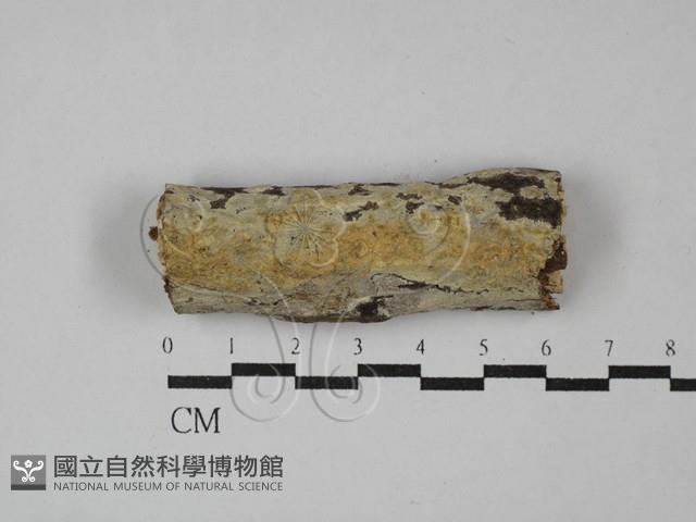 登錄號:F0029116藏品圖，第1張