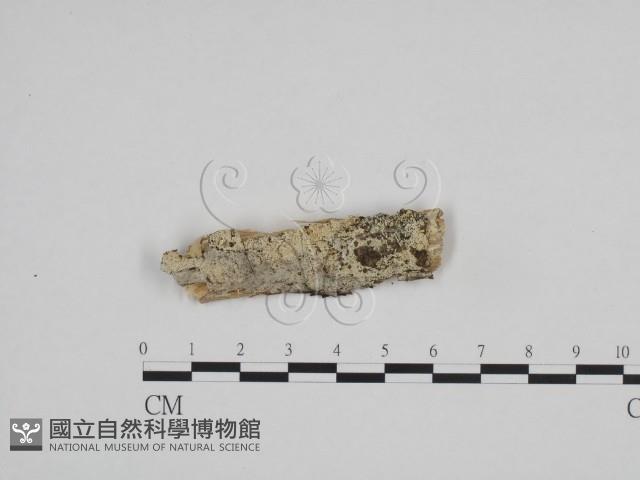 絲齒菌屬藏品圖，第1張