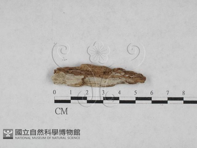 登錄號:F0028016藏品圖，第1張