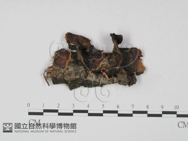 登錄號:F0008016藏品圖，第1張