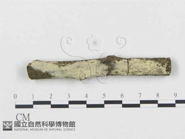 登錄號:F0000016藏品圖，第1張