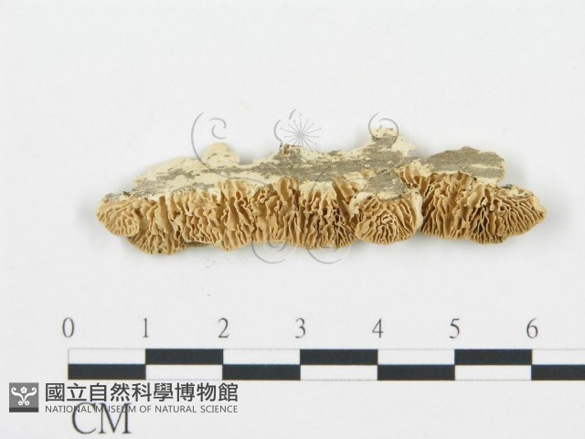登錄號:F0006016藏品圖，第1張
