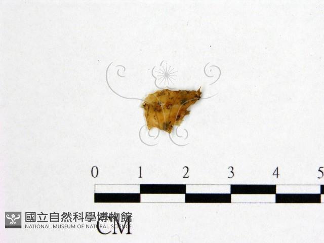 登錄號:F0016016藏品圖，第1張