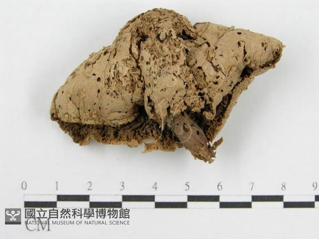 登錄號:F0001016藏品圖，第1張