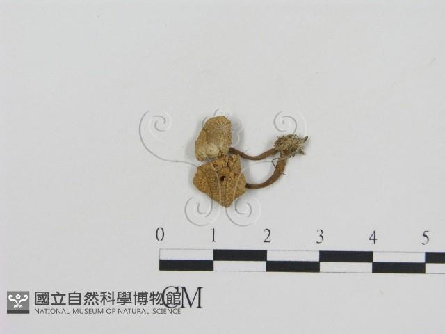 登錄號:F0011016藏品圖，第1張